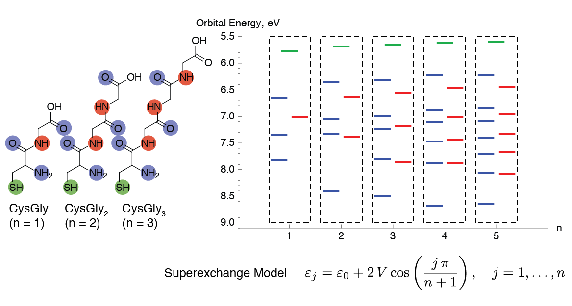 Tunneling conductance in Cys(Gly)<sub>n</sub> oligopeptides